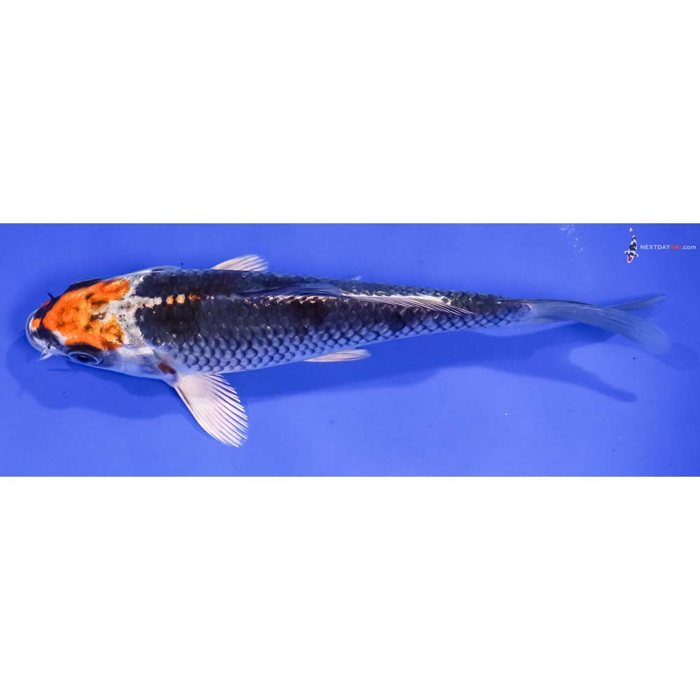 6.5” Imported Kujaku