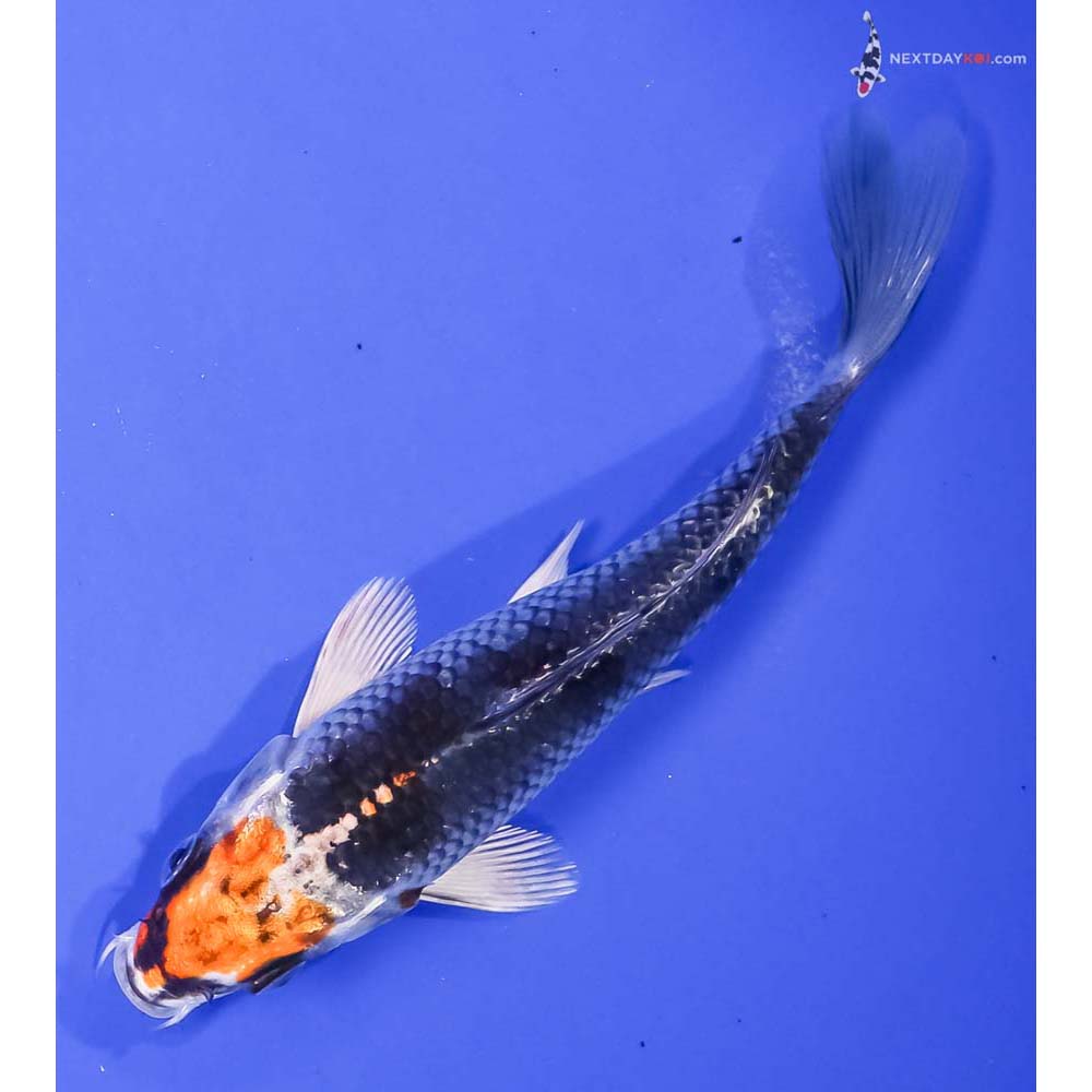 6.5” Imported Kujaku