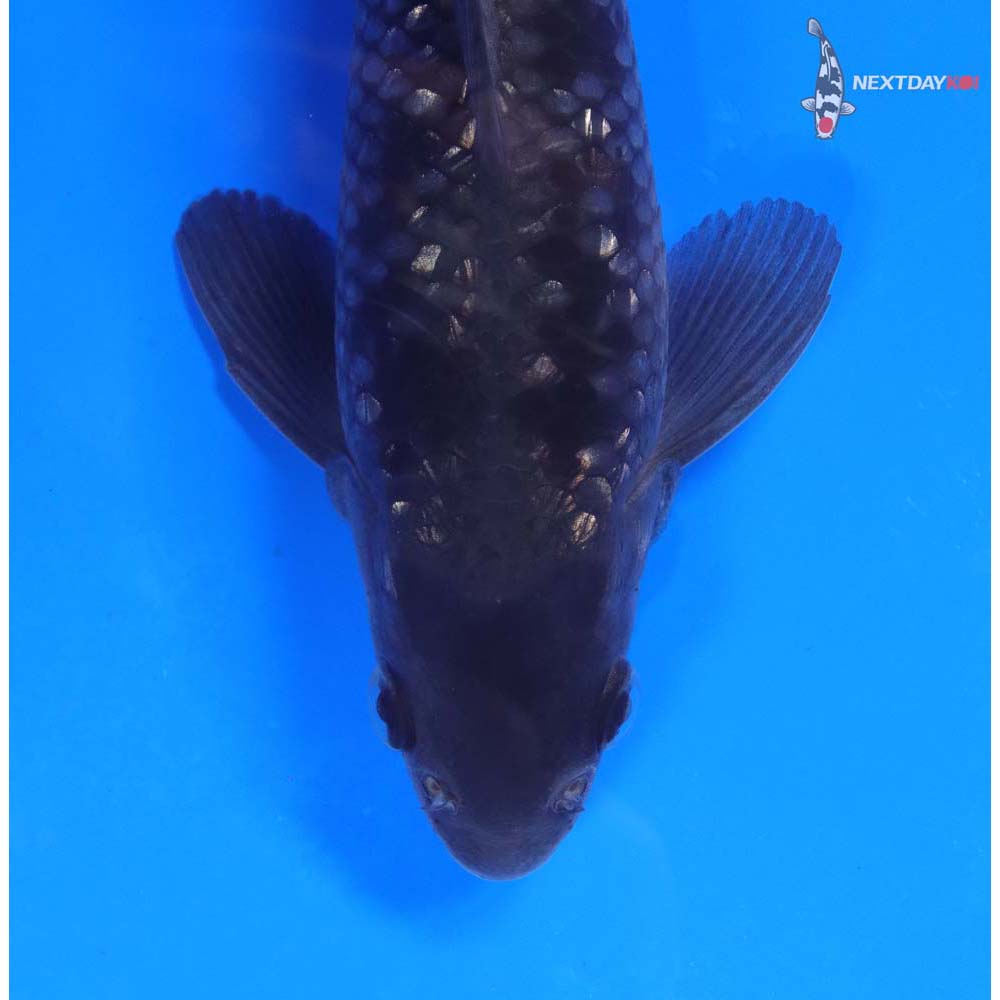 9” Imported Gin Rin Soragoi