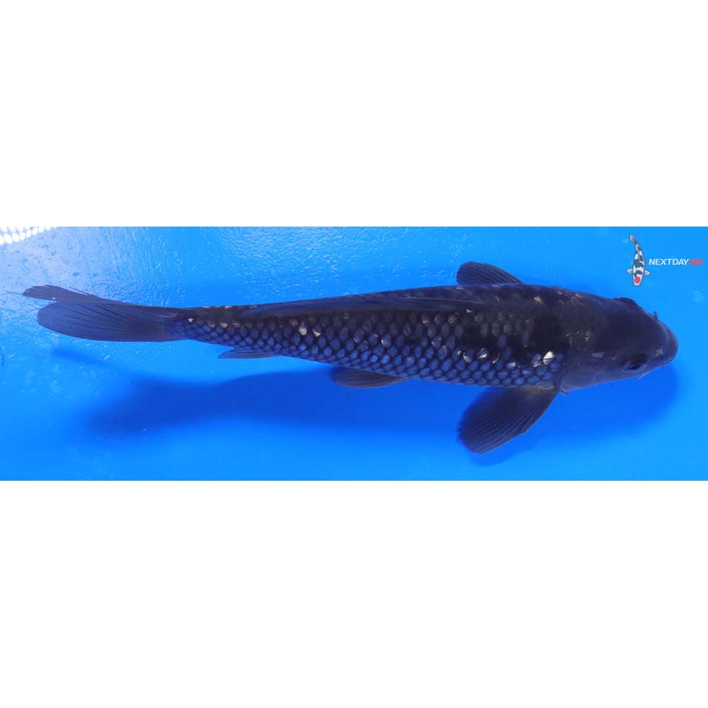 9” Imported Gin Rin Soragoi