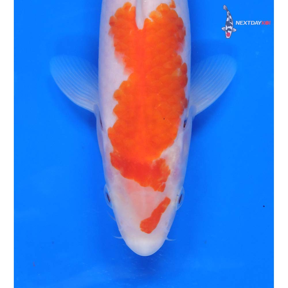 8.5” Imported Kohaku