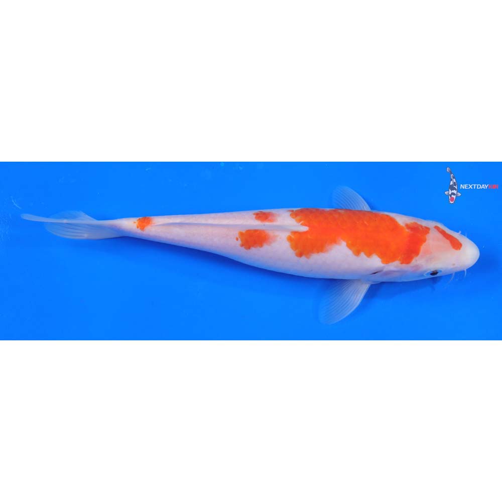 8.5” Imported Kohaku