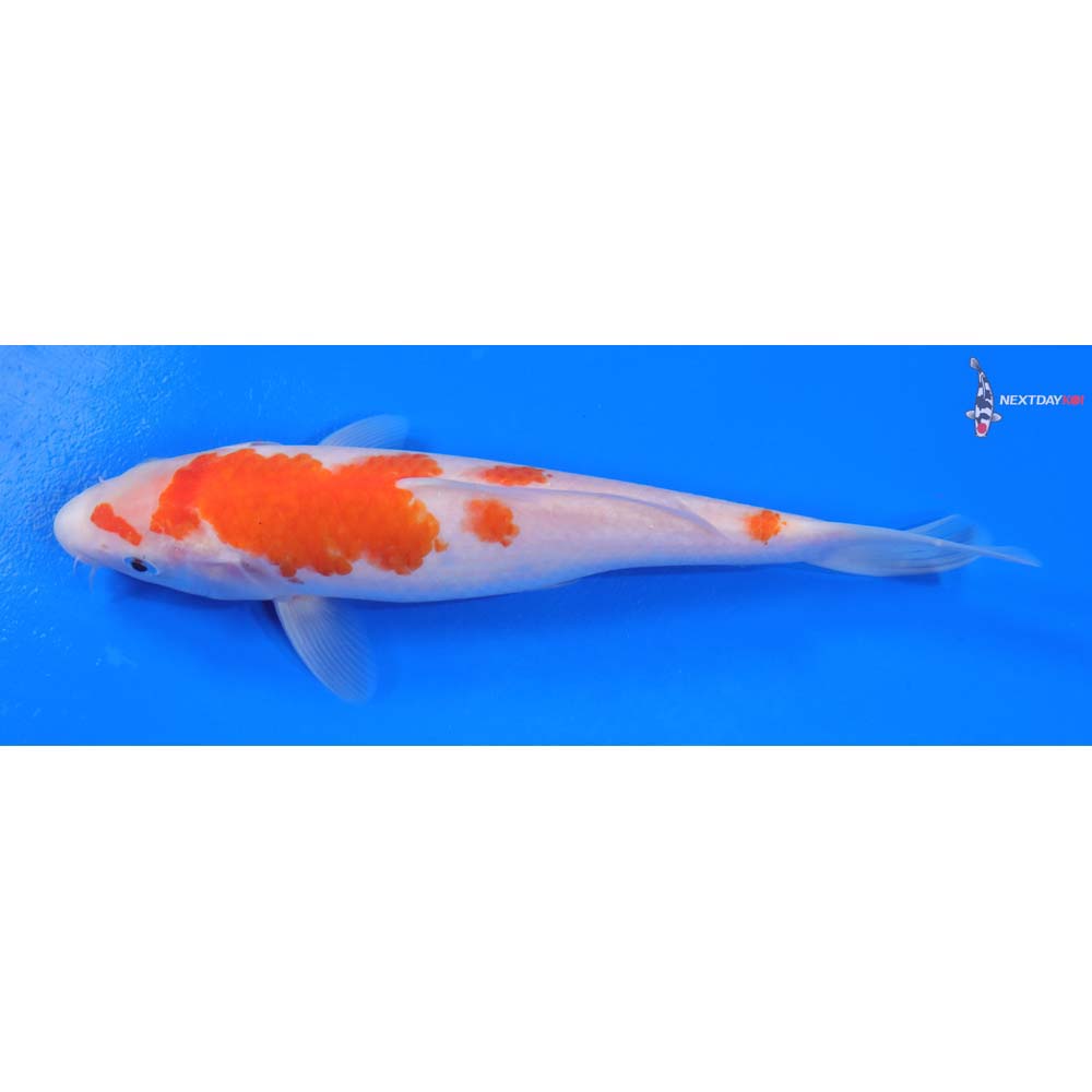 8.5” Imported Kohaku