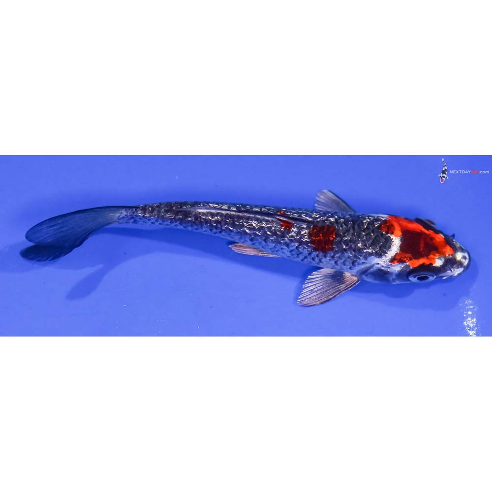 5.5” Imported Gin Rin Kujaku