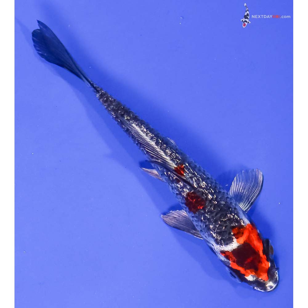 5.5” Imported Gin Rin Kujaku