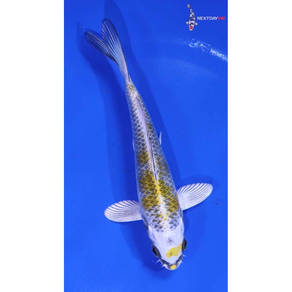 5” Imported Kujaku