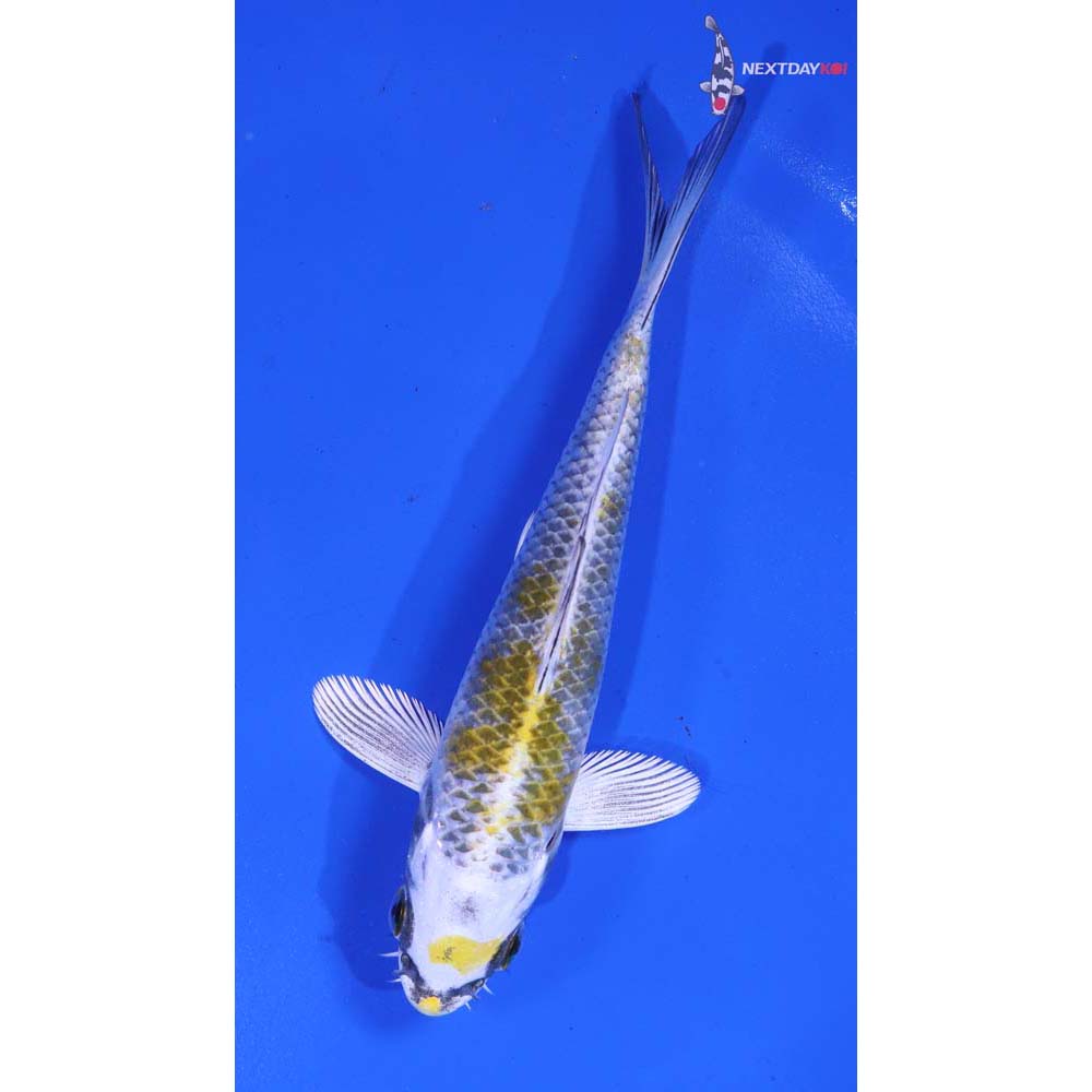 5” Imported Kujaku