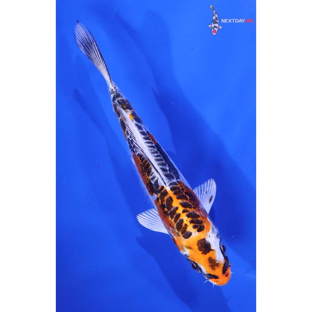 5.5” Imported Doitsu Kujaku