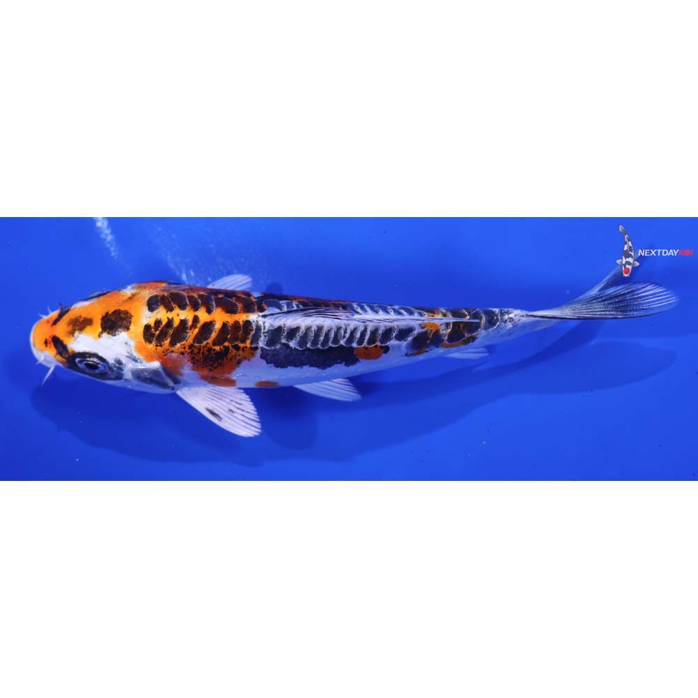 5.5” Imported Doitsu Kujaku