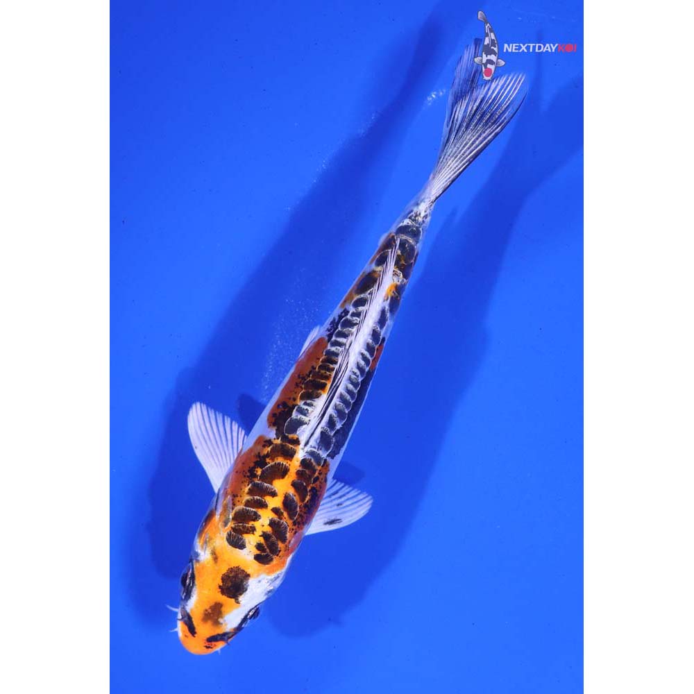 5.5” Imported Doitsu Kujaku