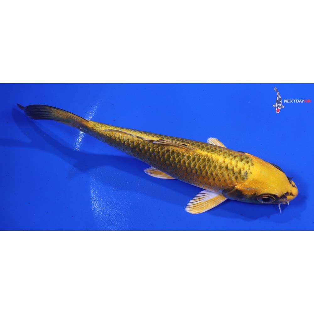 5.5” Imported Ki Matsuba