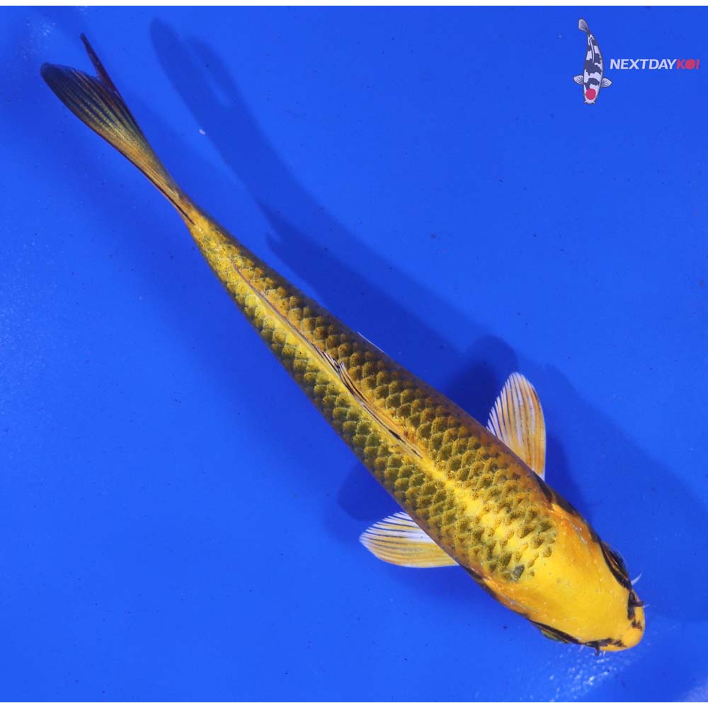 5.5” Imported Ki Matsuba