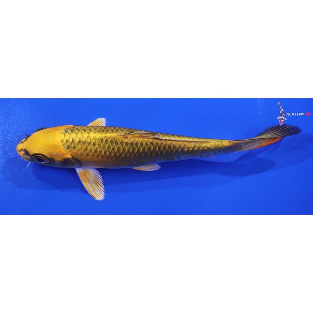 5.5” Imported Ki Matsuba