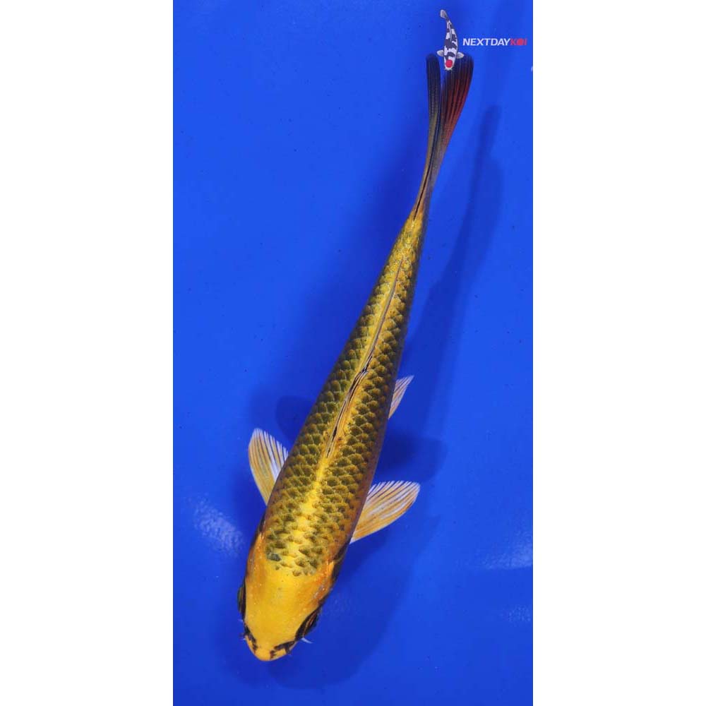 5.5” Imported Ki Matsuba