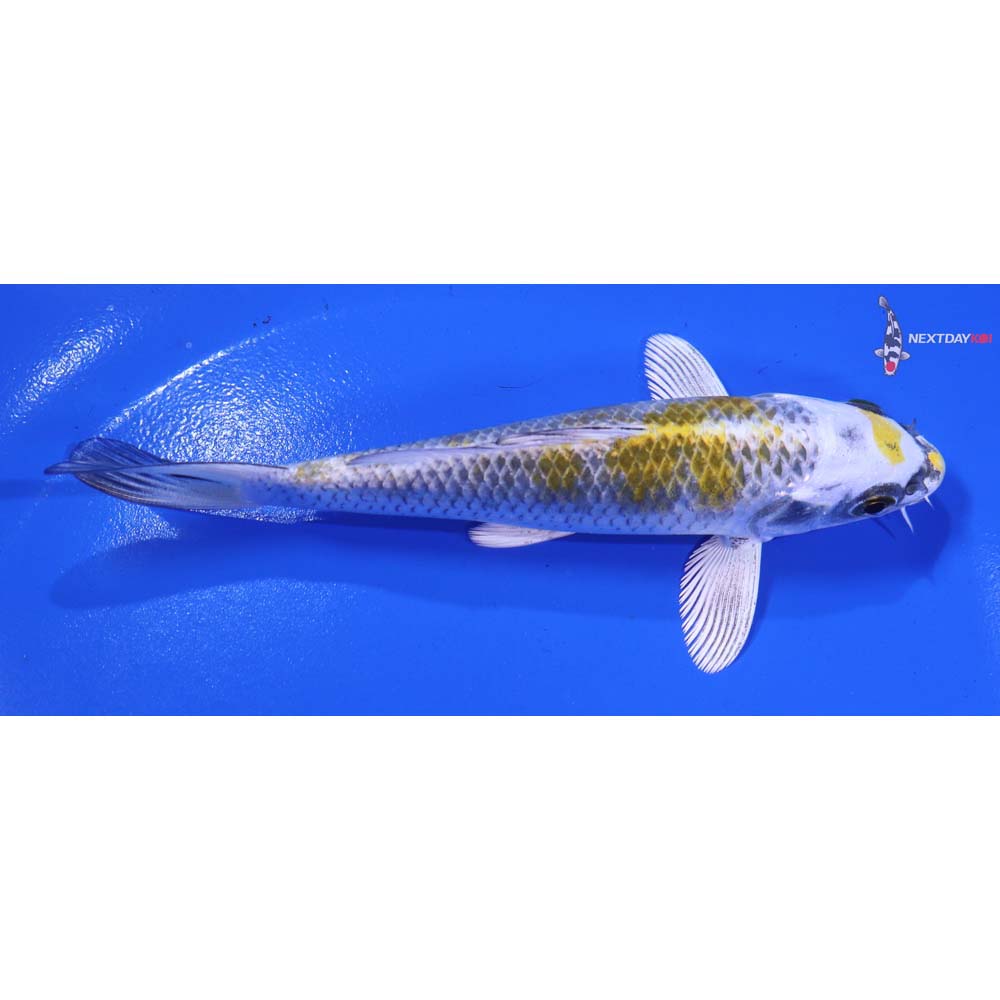 5” Imported Kujaku