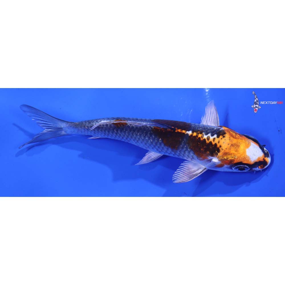 4” Imported Kujaku