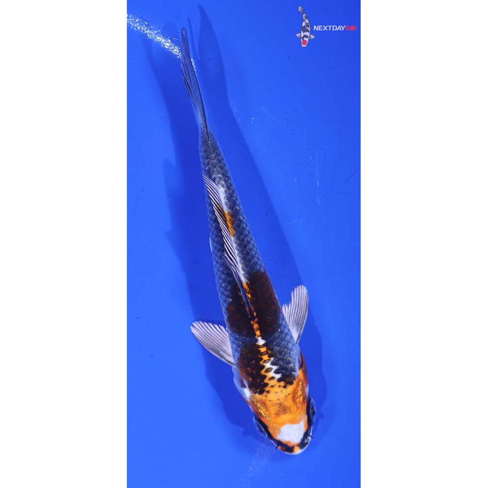 4” Imported Kujaku