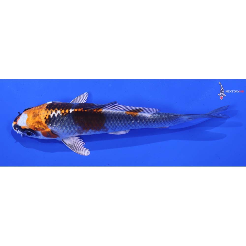 4” Imported Kujaku