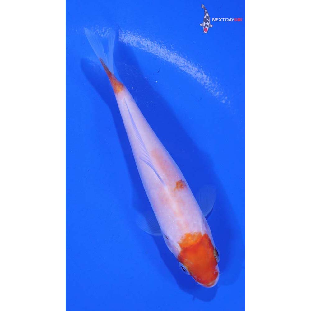 4” Imported Kohaku