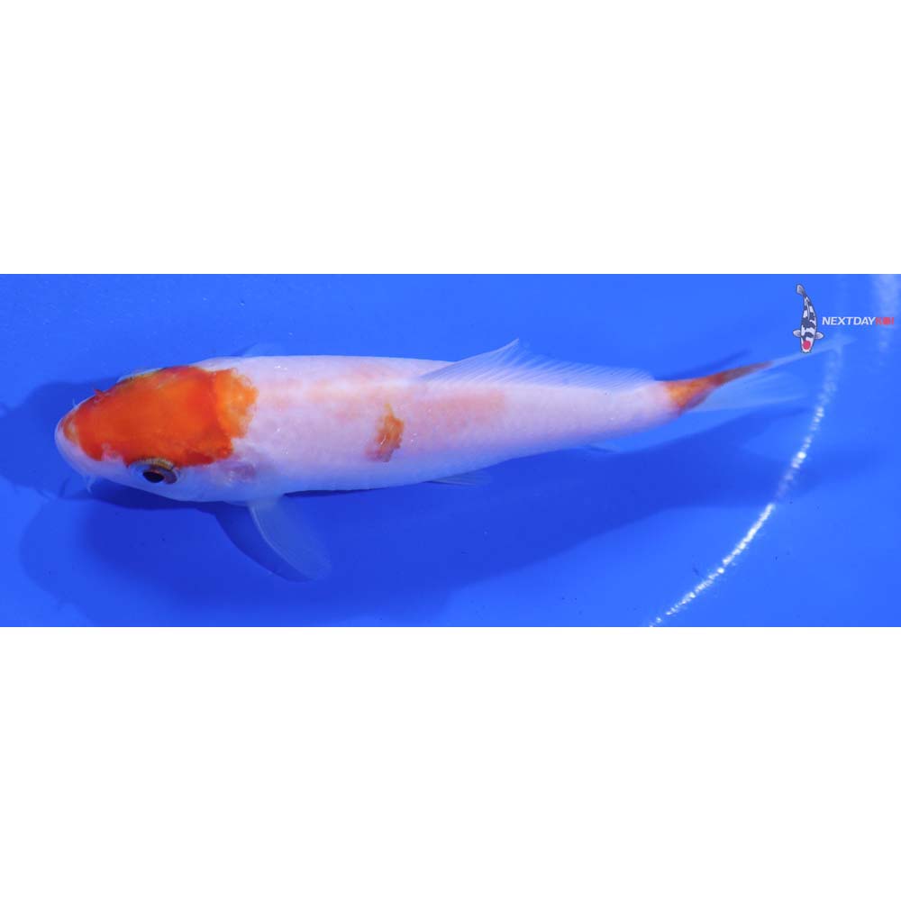 4” Imported Kohaku