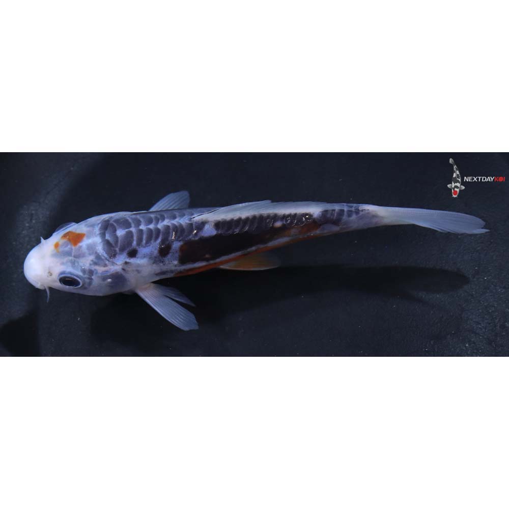 5” Imported Shusui