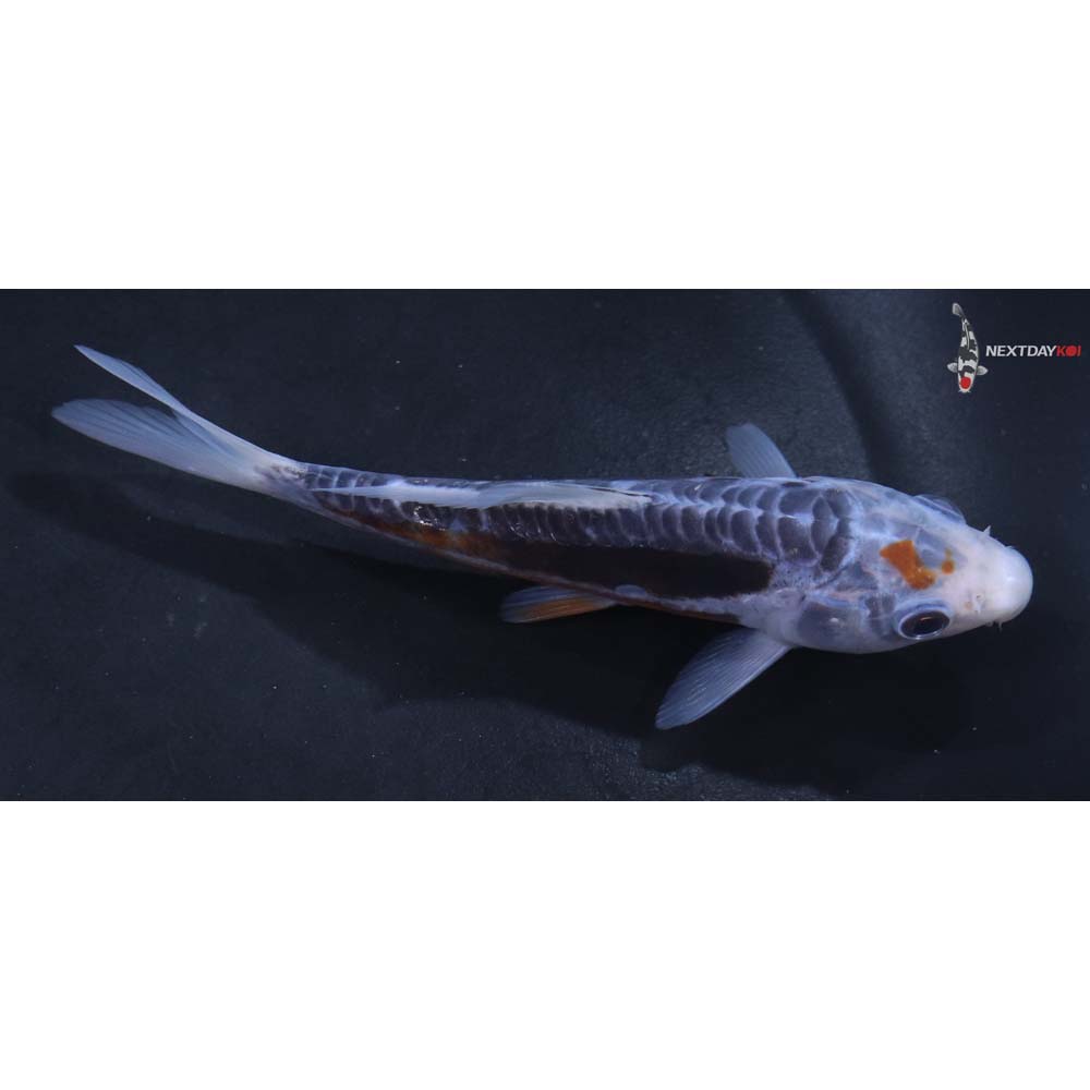 5” Imported Shusui