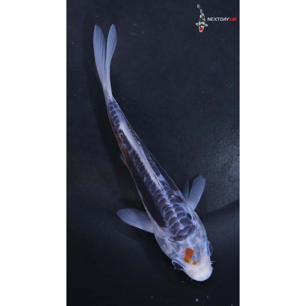 5” Imported Shusui