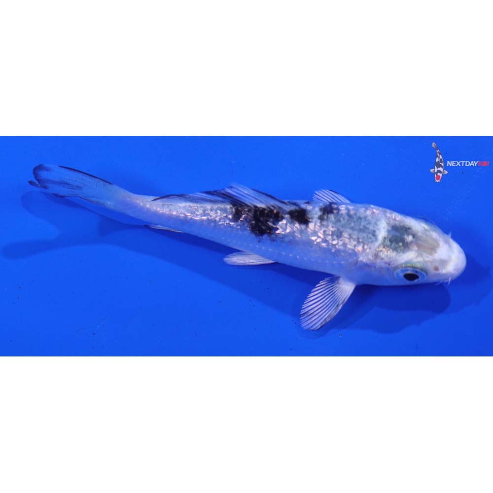 3” Imported Gin Rin Gin Shiro Bekko