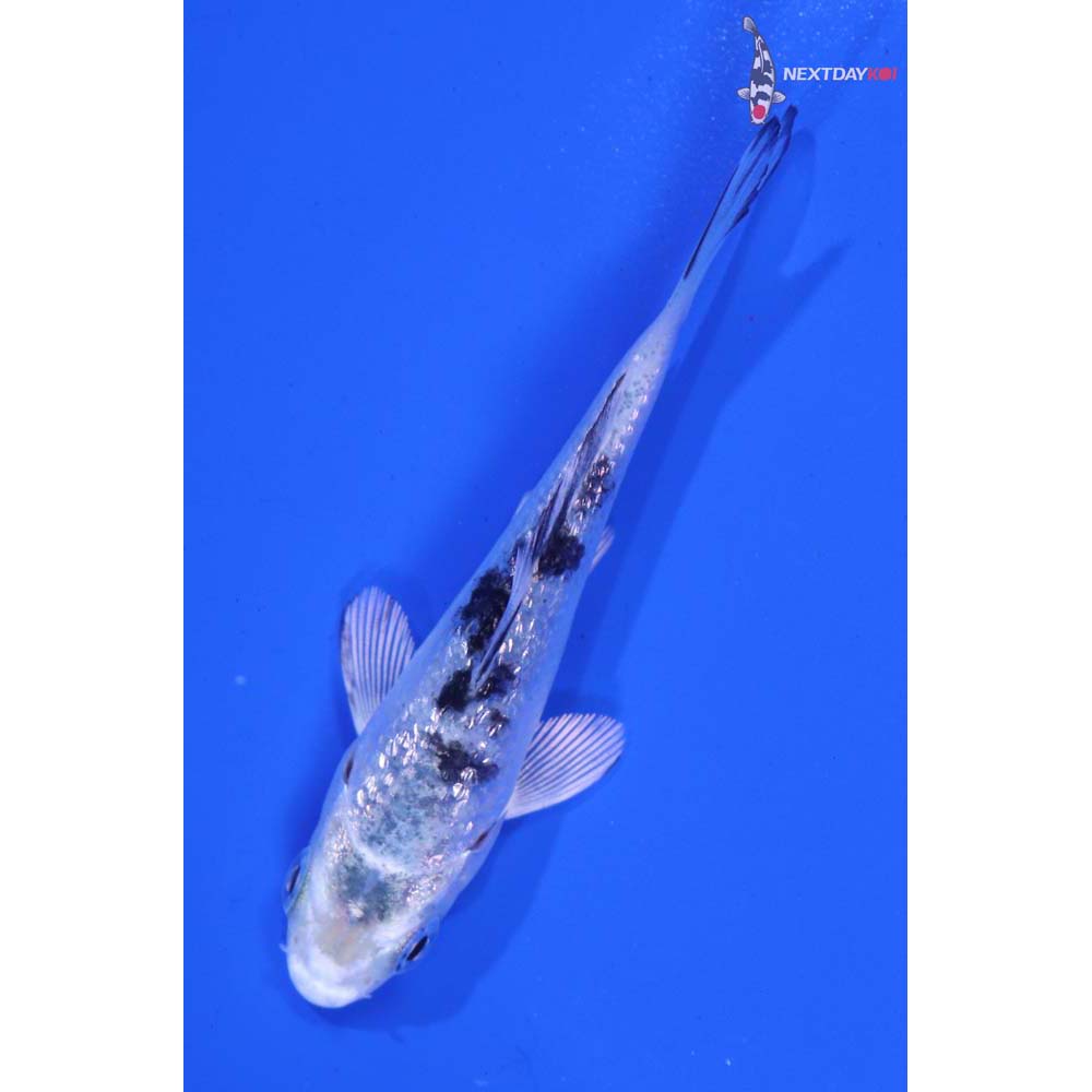 3” Imported Gin Rin Gin Shiro Bekko