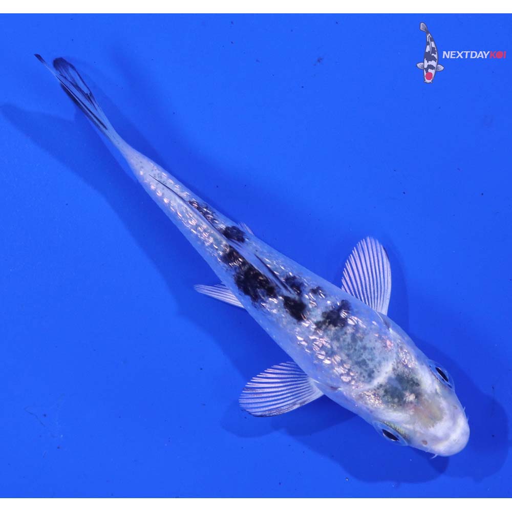 3” Imported Gin Rin Gin Shiro Bekko