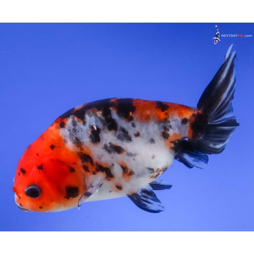 4.5” Imported Calico Ranchu