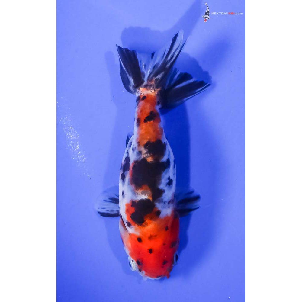 4.5” Imported Calico Ranchu