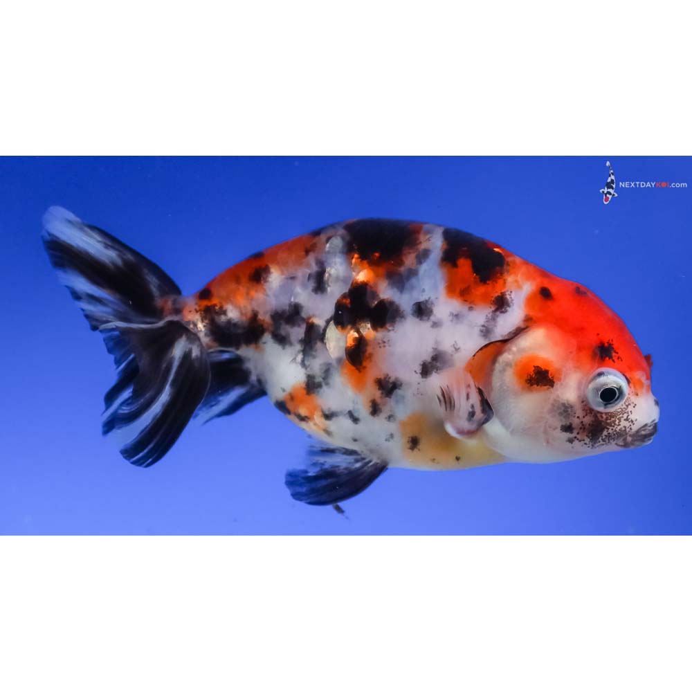 4.5” Imported Calico Ranchu