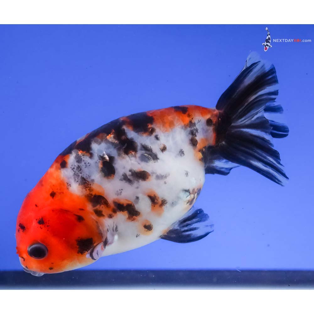 4.5” Imported Calico Ranchu