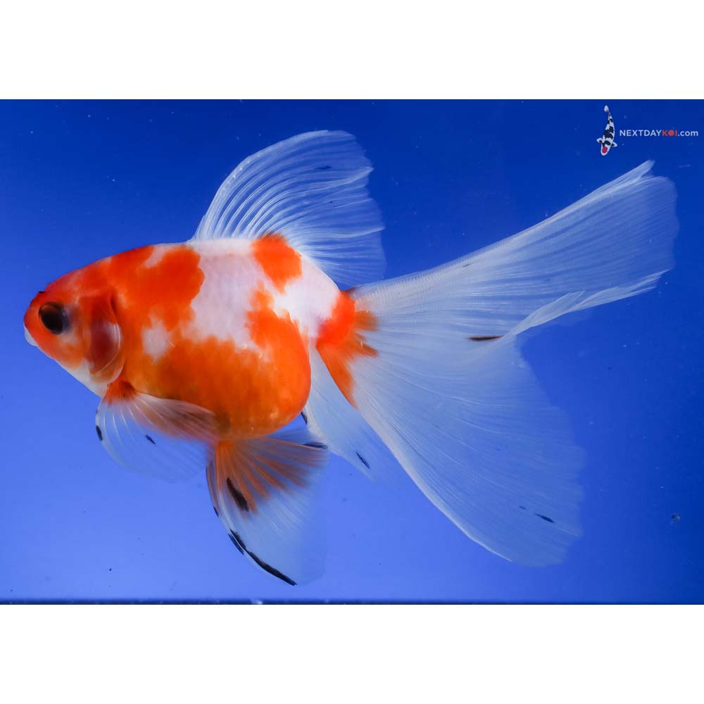 5.5” Imported Calico Ryukin