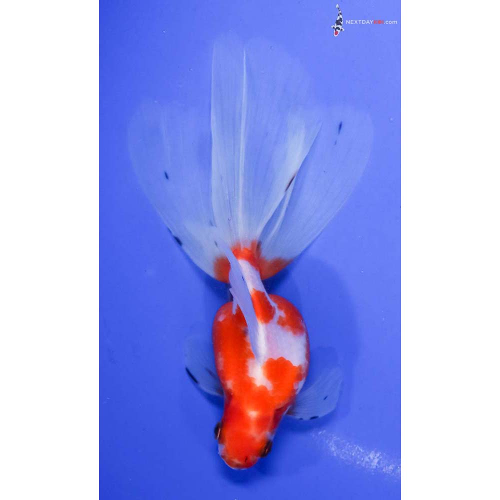 5.5” Imported Calico Ryukin