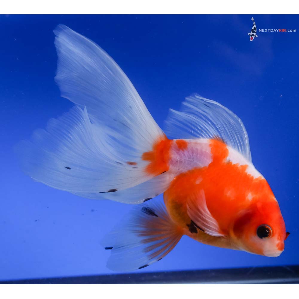 5.5” Imported Calico Ryukin