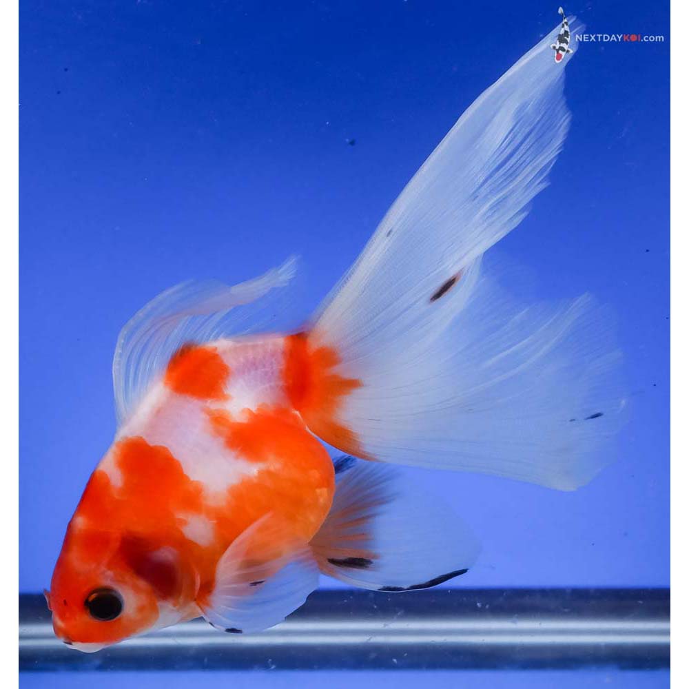 5.5” Imported Calico Ryukin