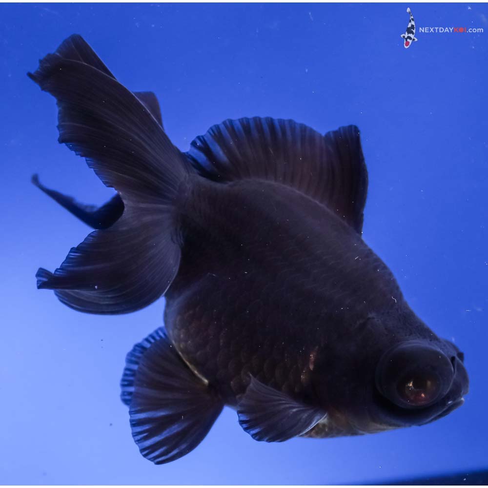 4.5” Imported Black Moor