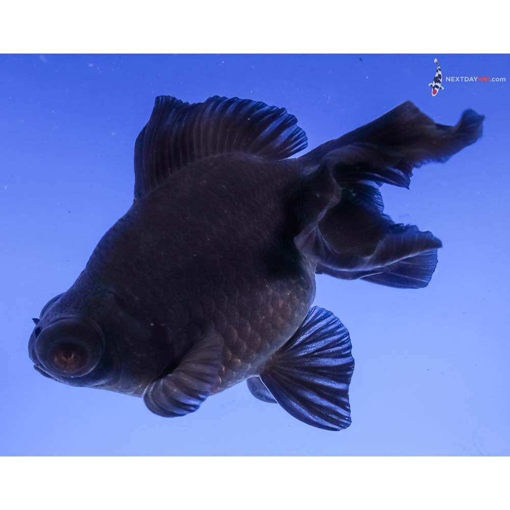 4.5” Imported Black Moor