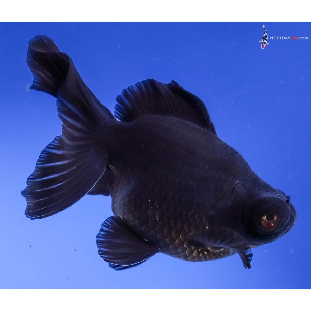 4.5” Imported Black Moor