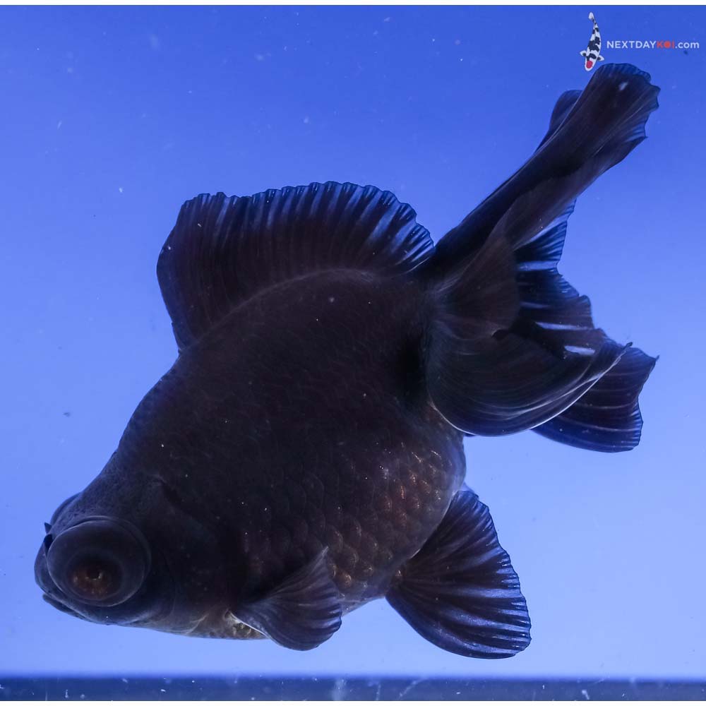 4.5” Imported Black Moor