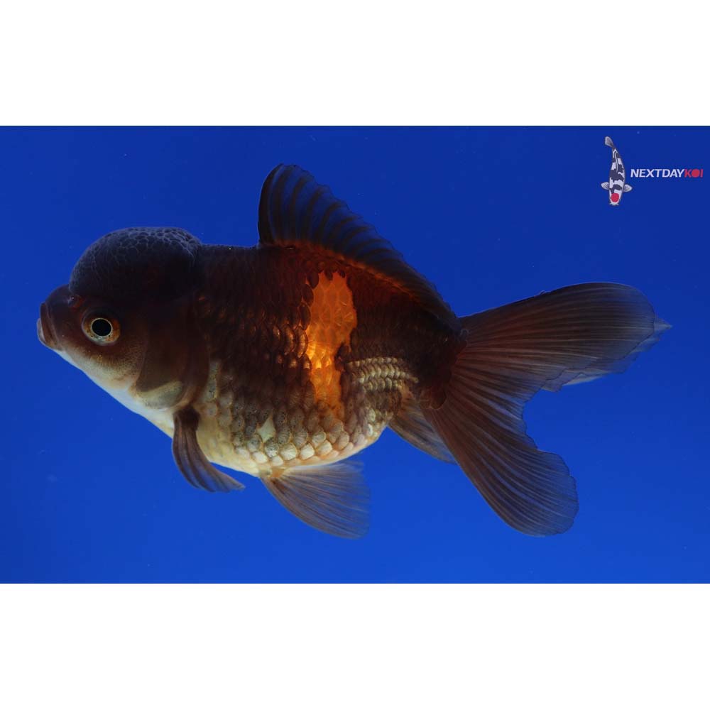 4” Imported Red and Black Oranda
