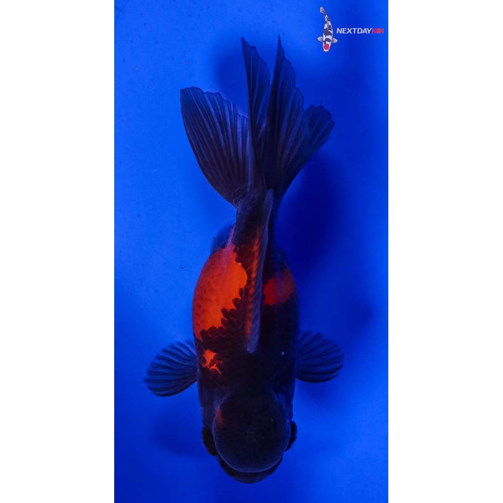 4” Imported Red and Black Oranda