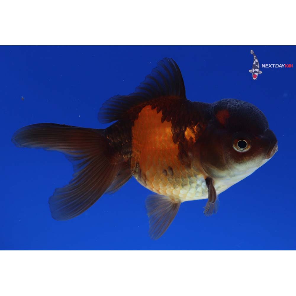 4” Imported Red and Black Oranda