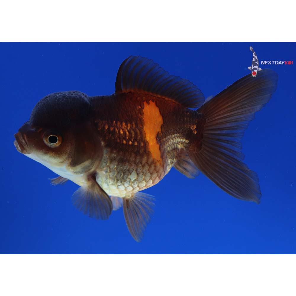 4” Imported Red and Black Oranda