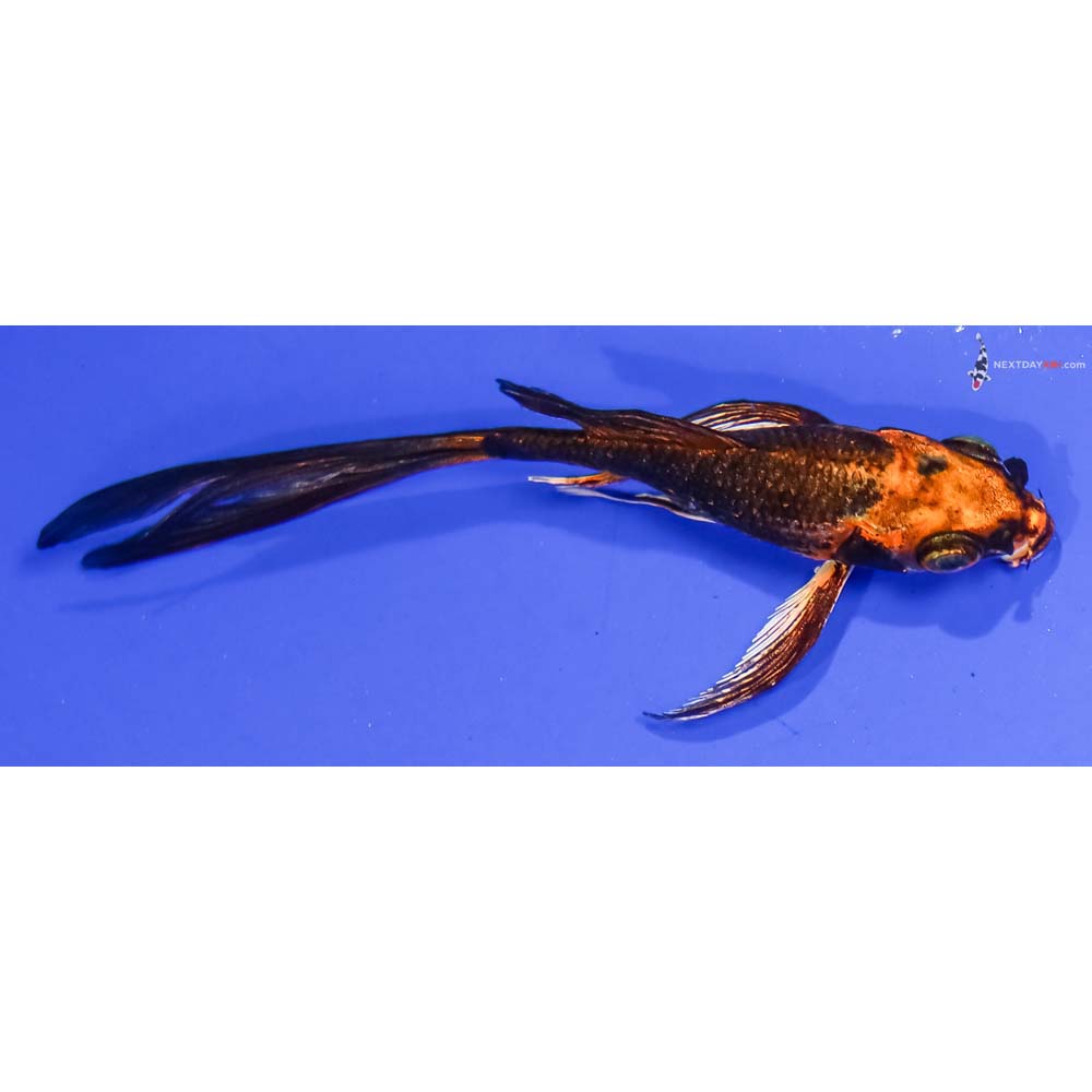 3.5” Imported Kin Kikokuryu Butterfly Koi