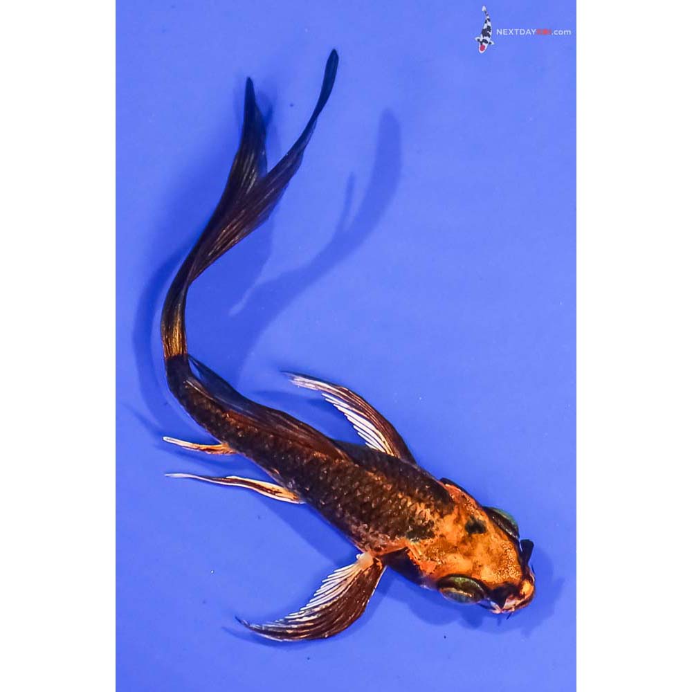 3.5” Imported Kin Kikokuryu Butterfly Koi