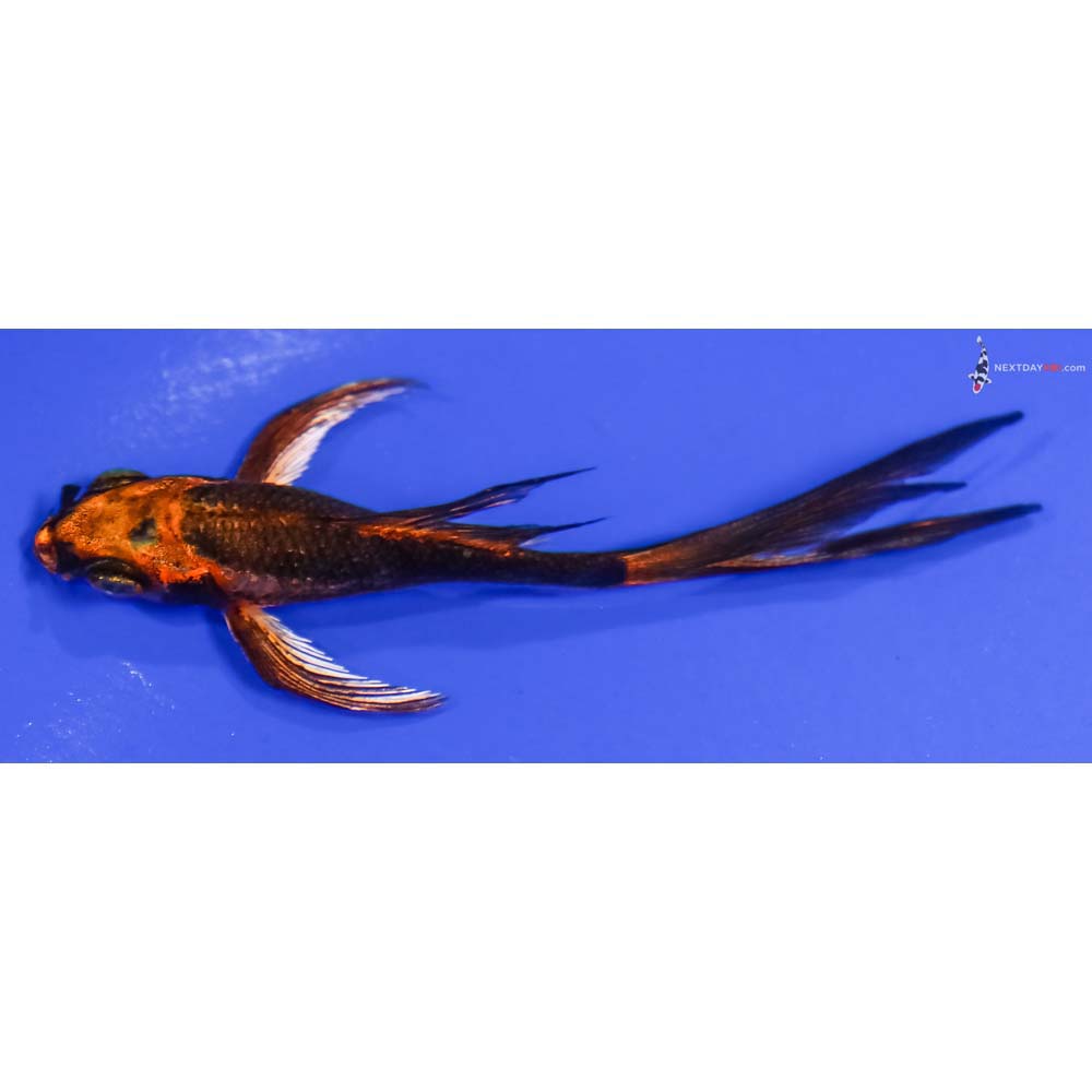 3.5” Imported Kin Kikokuryu Butterfly Koi