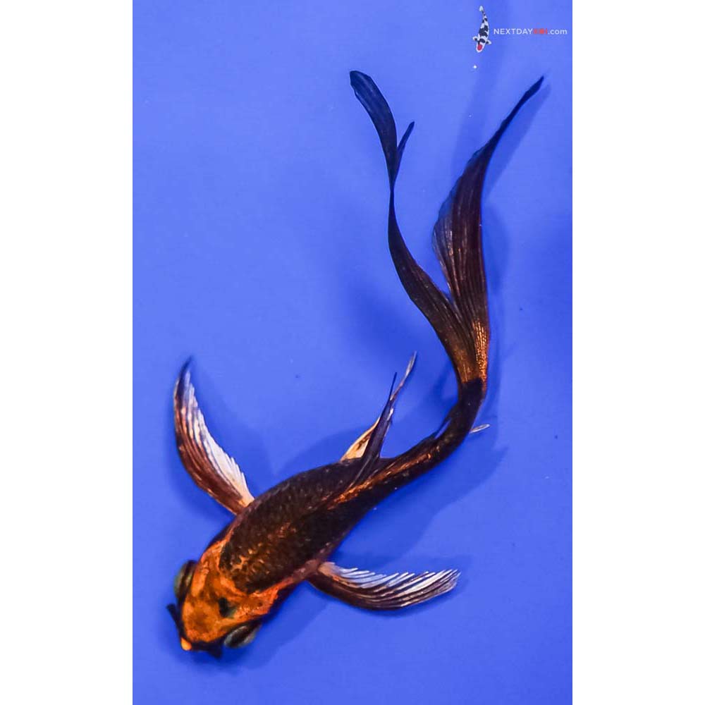 3.5” Imported Kin Kikokuryu Butterfly Koi